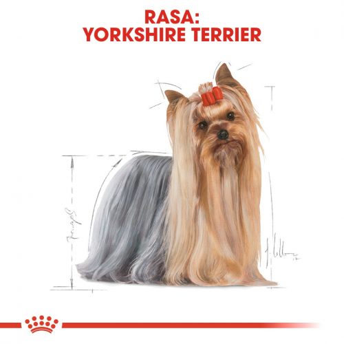 ROYAL CANIN Yorkshire Terrier Adult karma mokra - pasztet, dla psów dorosłych rasy yorkshire terrier